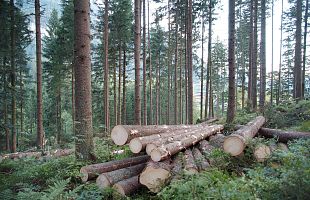 Holzaufarbeitung Schmidholz